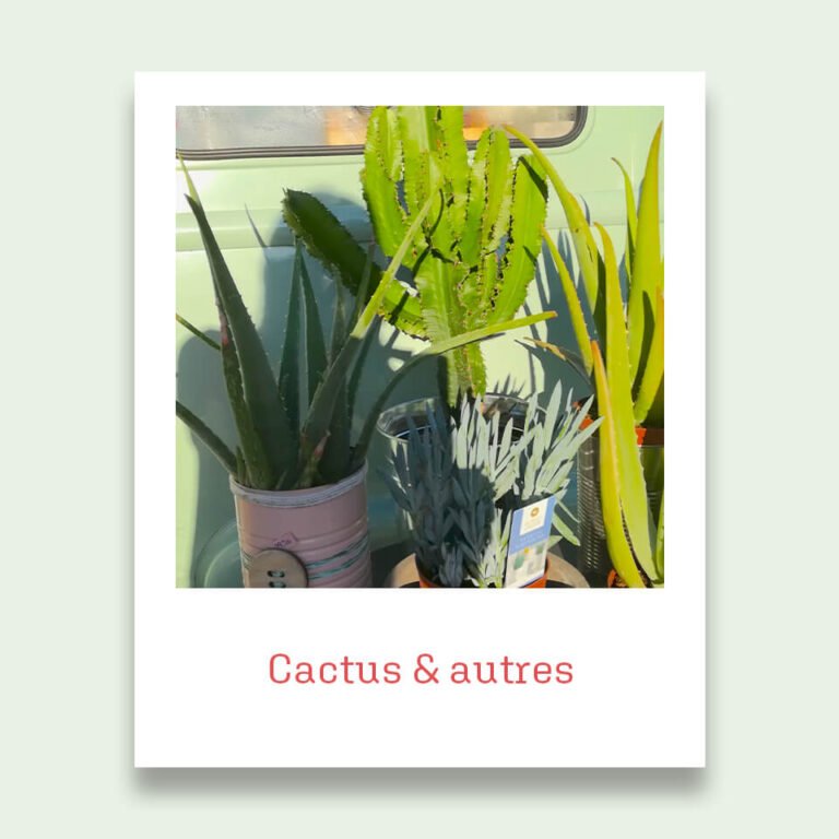 Cactus et pentes vertes