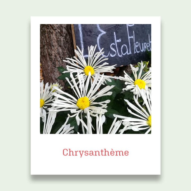 Chrysanthèmes